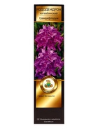 Рододендрон катевбинский "Грандифлорум", туба, 1 шт, Весна 2025 10369618