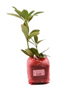 Рододендрон якушиманский "Перси Вайзмен", туба, 1 шт, Весна 2026 10369626