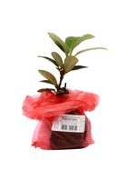 Рододендрон якушиманский "Фантастика", туба, 1 шт, Весна 2026  (артикул 10369627)  большой выбор товаров оптом и в розницу по низким ценам с доставкой