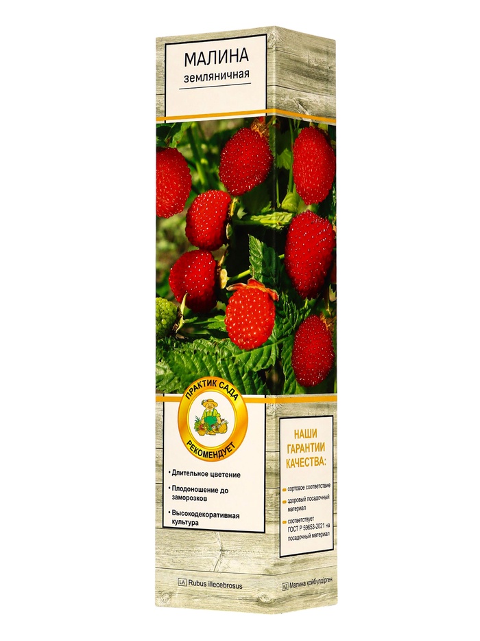 Малина земляничная (тибетская), туба, 1 шт.