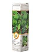 Цитрус Каффир лайм (Папеда ежеиглистая) туба, 1 шт. Весна 2026 - Фото 2