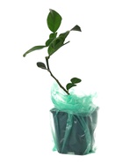 Цитрус Каффир лайм (Папеда ежеиглистая) туба, 1 шт. Весна 2026 - Фото 5