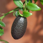 Цитрус Лайм Пальчиковый, туба, 1 шт. Весна 2026 - Фото 1