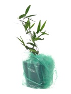 Цитрус Лайм Пальчиковый, туба, 1 шт. Весна 2026 - Фото 5