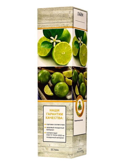 Цитрус Лайм (Аурантифолия) туба, 1 шт. Весна 2026