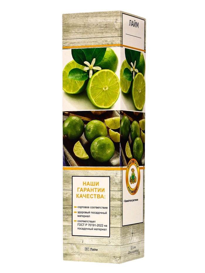 Цитрус Лайм (Аурантифолия) туба, 1 шт. Весна 2026 - Фото 1