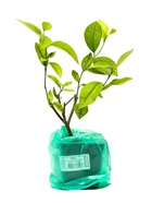 Цитрус Лайм (Аурантифолия) туба, 1 шт. Весна 2026 - Фото 4