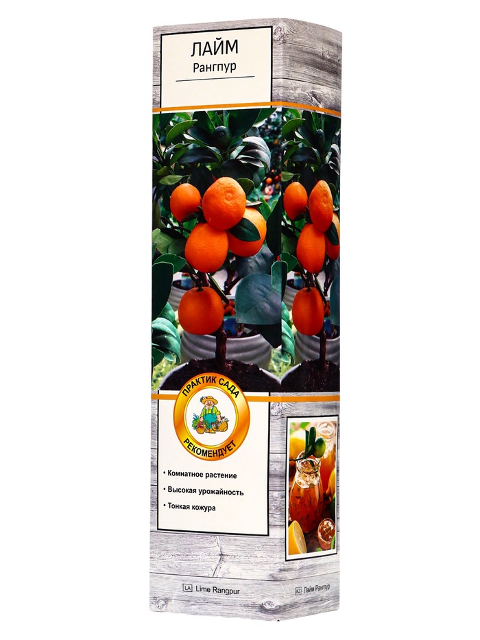 Цитрус Лайм Рангпур, туба, 1 шт. Весна 2026 - Фото 1