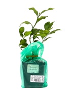 Цитрус Лайм Рангпур, туба, 1 шт. Весна 2026 - Фото 4