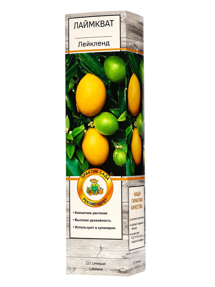 Цитрус Лаймкват Лейкленд, туба, 1 шт. Весна 2026 - Фото 1