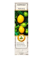 Цитрус Лаймкват Лейкленд, туба, 1 шт. Весна 2026 - Фото 2