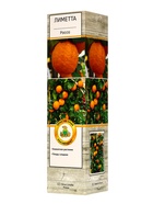 Цитрус Лиметта Россо, туба, 1 шт. Весна 2026 - Фото 1