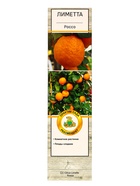 Цитрус Лиметта Россо, туба, 1 шт. Весна 2026 - Фото 2