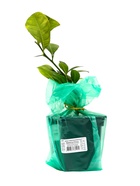 Цитрус Лиметта Россо, туба, 1 шт. Весна 2026 - Фото 4