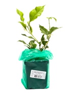 Цитрус Лимон Вариегата, туба, 1 шт. Весна 2026 - Фото 4