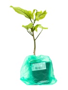 Цитрус Лимон Лунарио, туба, 1 шт. Весна 2026 - Фото 4