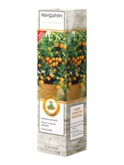 Цитрус Мандарин (Ретикулата) туба, 1 шт. Весна 2026 - Фото 2