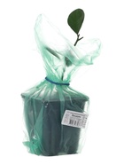 Цитрус Мандарин (Ретикулата) туба, 1 шт. Весна 2026 - Фото 5