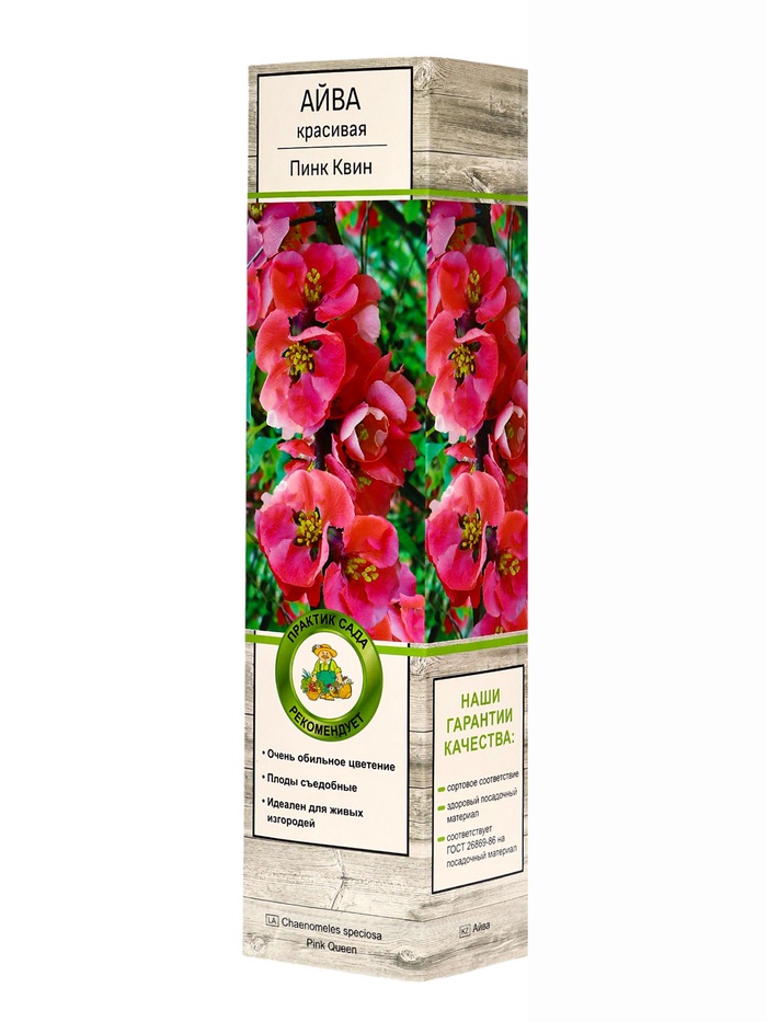 Айва красивая (Хеномелес) Пинк Квин туба 1 шт., Весна 2026 - Фото 1