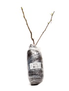 Айва красивая (Хеномелес) Пинк Квин туба 1 шт., Весна 2026 - Фото 4