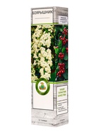 Боярышник сливолистный туба, 1 шт. Весна 2026 - Фото 1