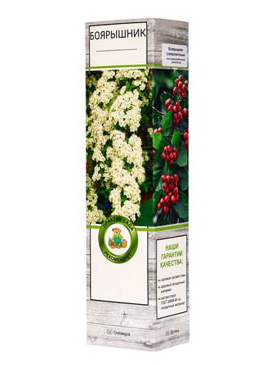 Боярышник сливолистный туба, 1 шт. Весна 2026