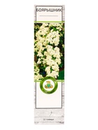 Боярышник сливолистный туба, 1 шт. Весна 2026 - Фото 2