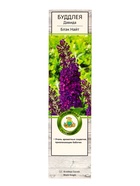 Буддлея Давида «Блэк Найт», саженец, туба, 1 шт. - фото 41350736