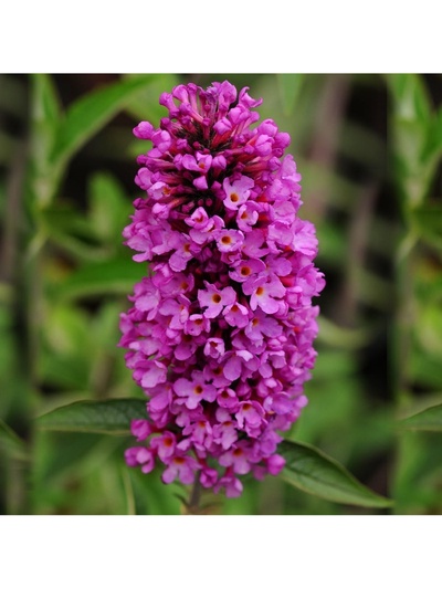 Буддлея Давида Люкс Баттерфляй Тауэ туба, 1 шт., Весна 2026