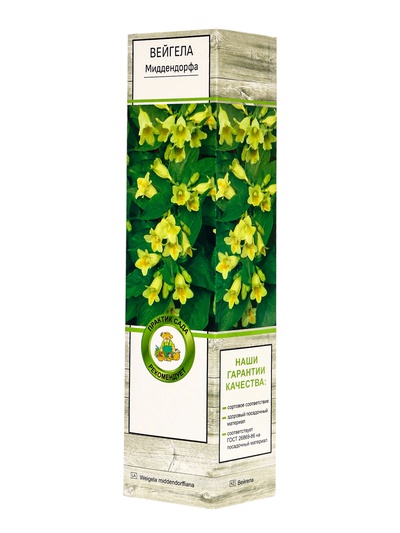 Вейгела цветущая «Миддендорфа», саженец, туба, 1 шт.