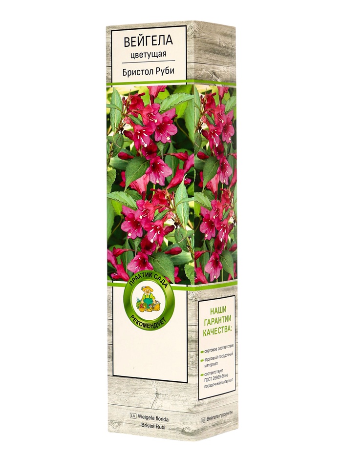 Вейгела цветущая «Бристол Руби», саженец, туба - Фото 1