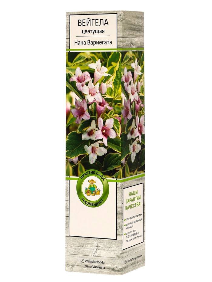 Вейгела цветущая «Нана Вариегата», саженец, туба, 1 шт. - Фото 1