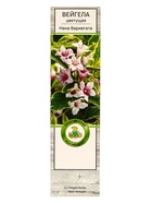 Вейгела цветущая «Нана Вариегата», саженец, туба, 1 шт. - Фото 2