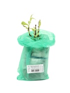 Вейгела цветущая «Нана Вариегата», саженец, туба, 1 шт. - Фото 4