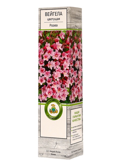 Вейгела цветущая «Розеа», саженец, туба, 1 шт.