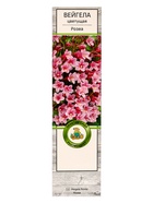 Вейгела цветущая «Розеа», саженец, туба, 1 шт. - Фото 2