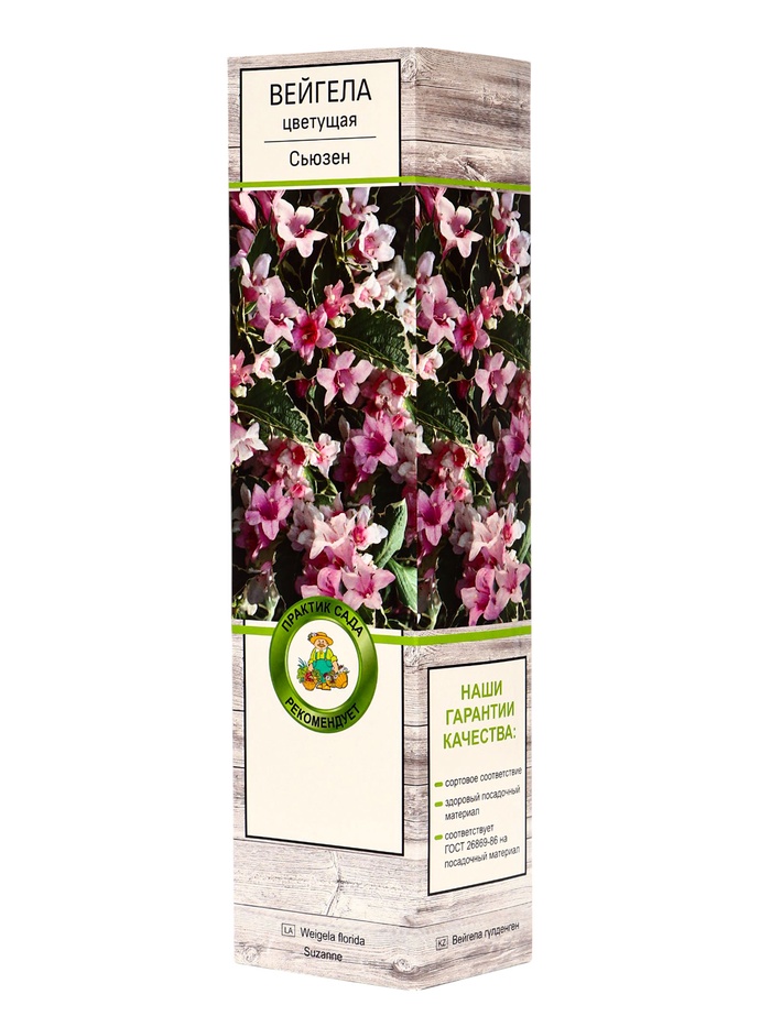 Вейгела цветущая «Сьюзен», саженец, туба, 1 шт. - Фото 1