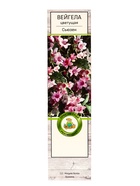 Вейгела цветущая «Сьюзен», саженец, туба, 1 шт. - Фото 2