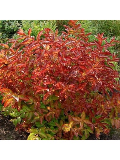 Вейгела цветущая Люкс Вингс оф Файер туба, 1 шт. Весна 2026