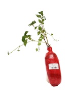 Виноград трехлисточковый (Партеноциссус) Люкс «Вейчи», саженец, декоративный, лиана, туба, 1 шт. - фото 41350750