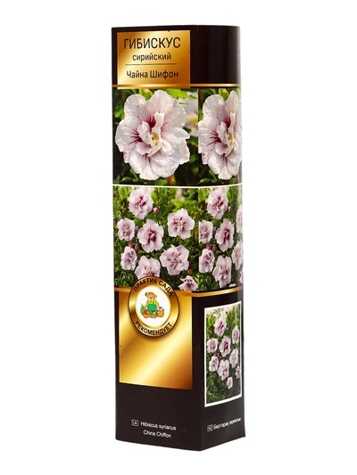 Гибискус сирийский Люкс Чайна Шифон, туба 1 шт. Весна 2026