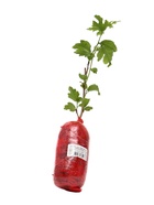 Гибискус сирийский Люкс Чайна Шифон, туба 1 шт. Весна 2026 - Фото 4