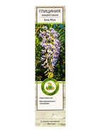 Глициния макростахия Блю Мун туба, 1 шт. Весна 2026 10369692 - фото 8378281