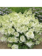 Гортензия метельчатая «Бобо», туба, H 50-100, 1 шт., Весна 2025 10369704