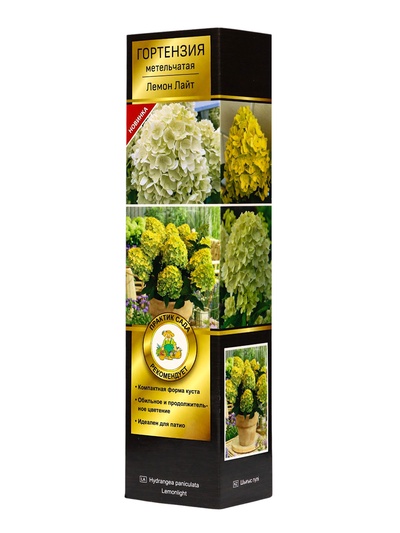 Гортензия метельчатая, H 50-100 «Лемон Лайт», саженец декоративный, цветущий, туба, 1 шт.