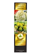 Гортензия метельчатая, H 50-100 «Лемон Лайт», саженец декоративный, цветущий, туба, 1 шт. - Фото 2