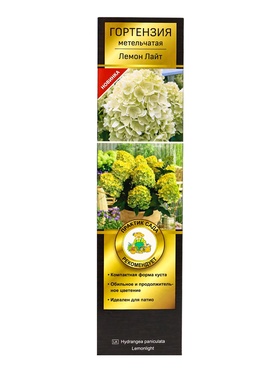 Гортензия метельчатая, H 50-100 «Лемон Лайт», саженец декоративный, цветущий, туба, 1 шт.