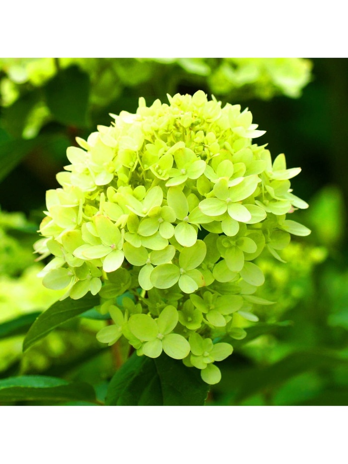 Гортензия метельчатая Мохито, туба, 1 шт., Весна 2026