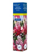 Гортензия метельчатая Пинк Леди, туба 1 шт. Весна 2026 - Фото 1