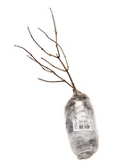 Гортензия метельчатая Пинк Леди, туба 1 шт. Весна 2026 - Фото 4